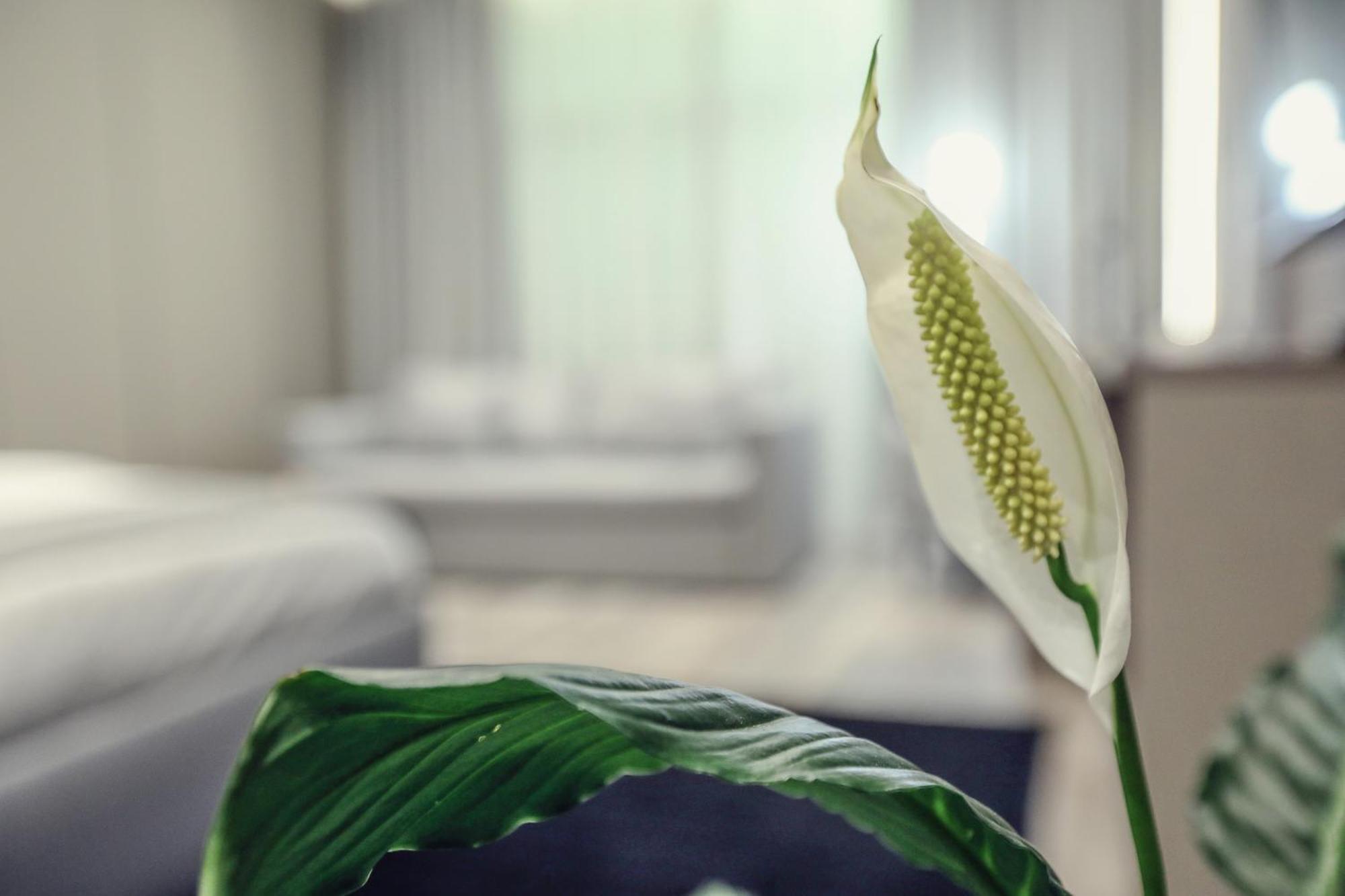 Hotel Dirista Shkodër Esterno foto
